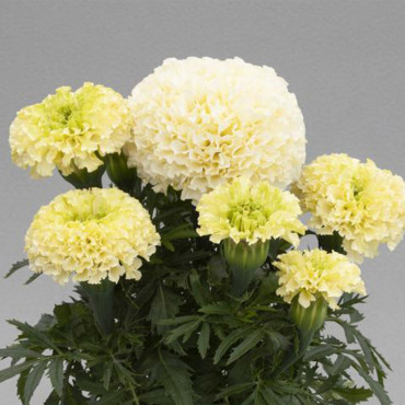 Cempasuchil Afr.Whit...