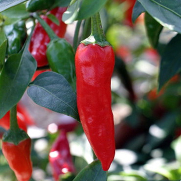 Chile Picante Apache...