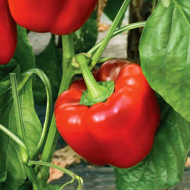 Chile Pimiento Big B...