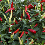 Chile Picante Basket...