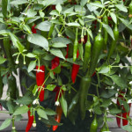 Chile Picante Cayenn...