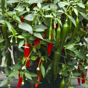 Chile Picante Cayenn...