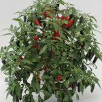 Chile Picante Chenzo...