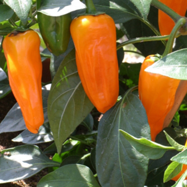 Chile Picante Orange Spice
