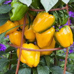 Chile PimientoLibert...