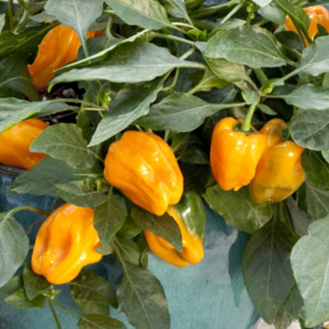 Chile Pimiento Mohaw...