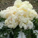 Col Orn.Edible Kale...