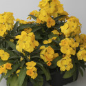 Erysimum Bounty