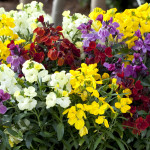 Erysimum Sugar Rush...