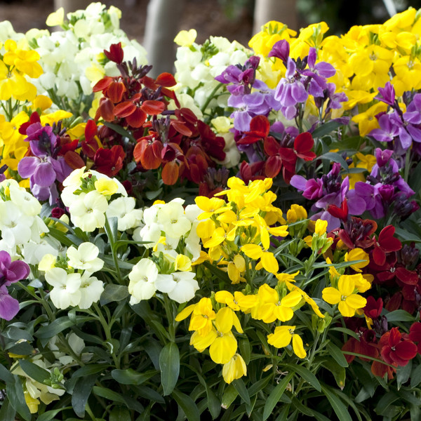 Erysimum Sugar Rush