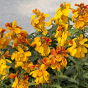 Erysimum Sugar Rush