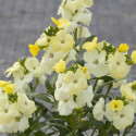 Erysimum Sugar Rush