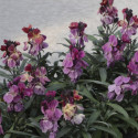 Erysimum Sugar Rush