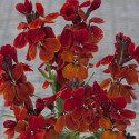 Erysimum Sugar Rush