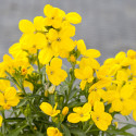 Erysimum Sugar Rush