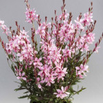 Gaura Emmeline...