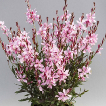 Gaura Emmeline...