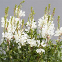 Gaura Emmeline