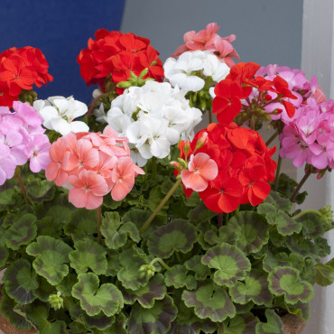 Geranio malvón Cabar...