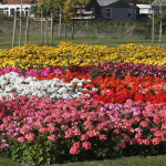 Geranio malvón Dance...