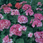 Geranio malvón Divas...