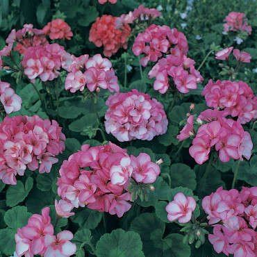 Geranio malvón Divas...