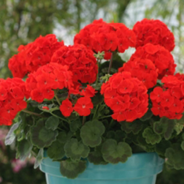 Geranio malvón Lands...