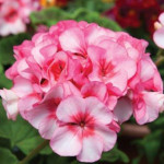 Geranio malvón Horiz...