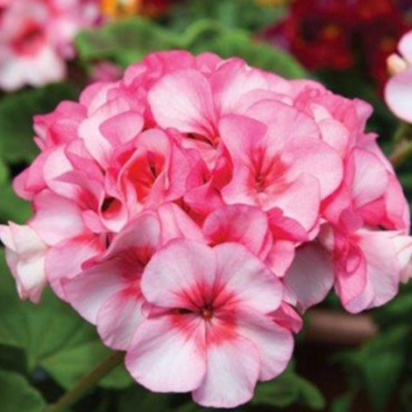 Geranio malvón Horiz...