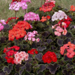 Geranio malvón Horiz...