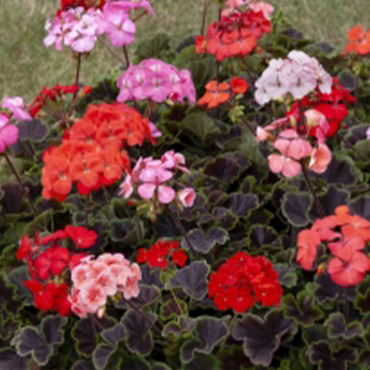 Geranio malvón Horiz...