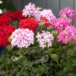 Geranio malvón Quant...