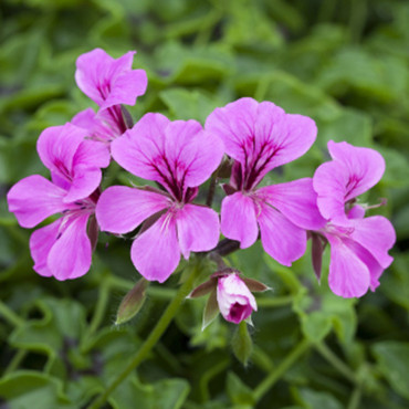 Geranio peltato Reac...