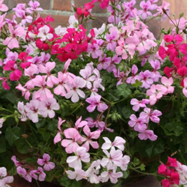 Geranio peltato Summ...