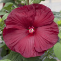 Hibiscus Honeymoon