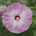 Hibiscus Honeymoon