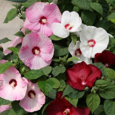 Hibiscus Honeymoon...