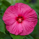 Hibiscus Honeymoon