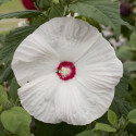 Hibiscus Honeymoon