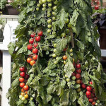 Jitomate indet. Pink...