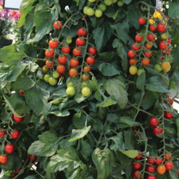 Jitomate indet. Suga...