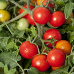 Jitomate Cherry Red ...