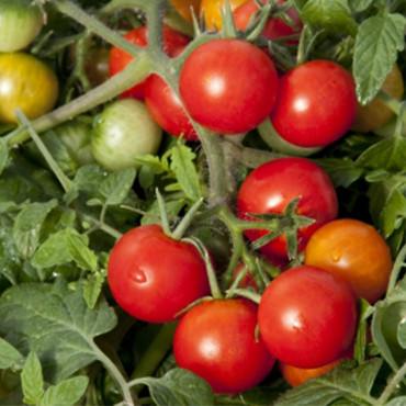 Jitomate Cherry Red ...