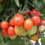 Jitomate Cherry Tumb...