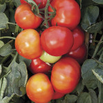 Jitomate det. Big Le...