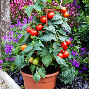 Jitomate hort. Divin...