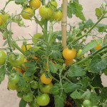 Jitomate det. Lemon ...