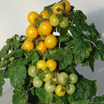 Jitomate det. Little...