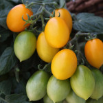 Jitomate Cherry Pear...