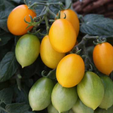 Jitomate Cherry Pear...